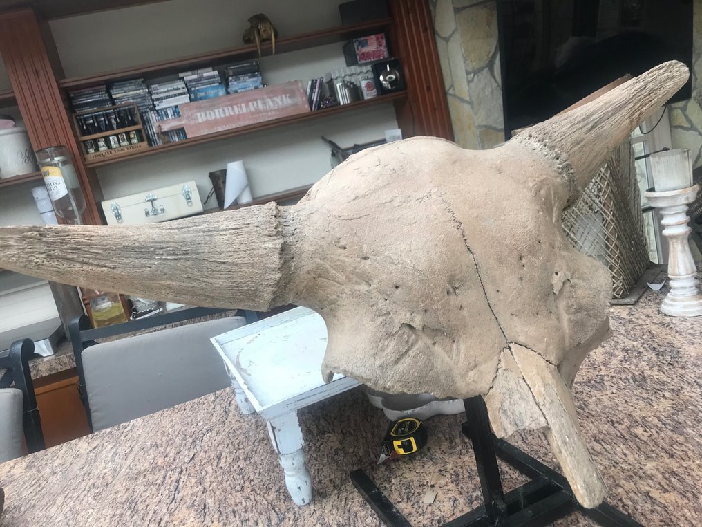 Bisonte - Cranio fossile - Bison priscus - 46 cm - 92 cm #2.1