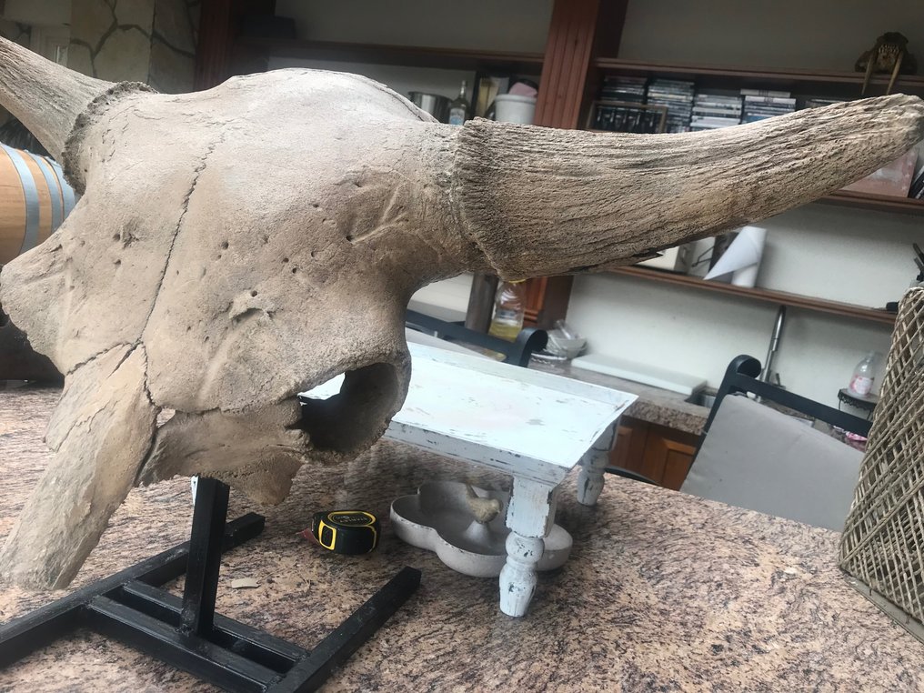 Bisonte - Cranio fossile - Bison priscus - 46 cm - 92 cm #3.2