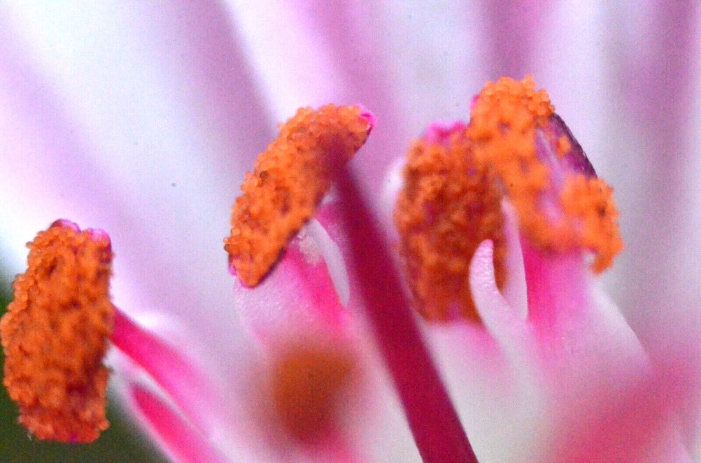 UFOGRAPHY MAPSE STING Close Up 150mm MACRO 4x Sony E Mount Obiektyw makro #3.2