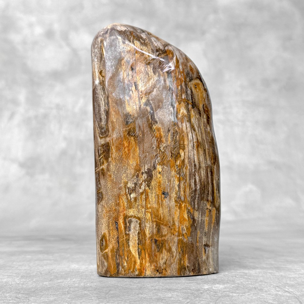 Vollständig poliertes versteinertes Holz Freeform - Versteinertes Holz - 18 cm - 9 cm  (Ohne Mindestpreis) #2.1