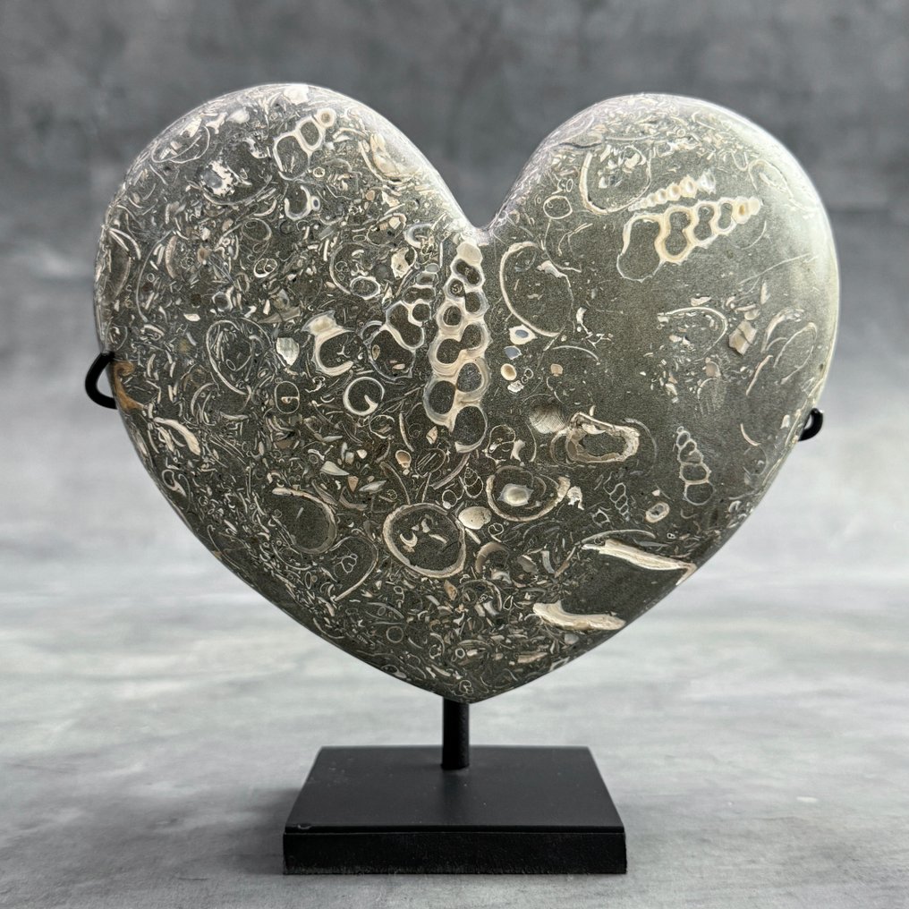 Stunning heart shaped Turritella on a custom stand Fossil fragment Turritella 18 cm 17 cm No Reserve Price auction online Catawiki