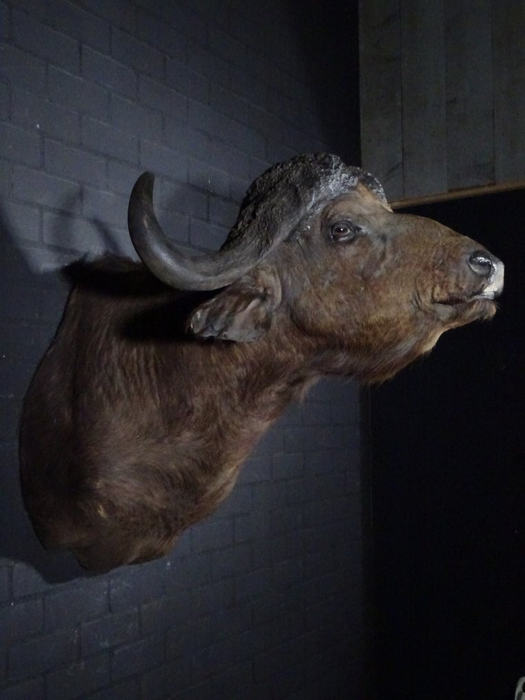 大型开普水牛 动物标本剥制壁挂支架 - Syncerus caffer - 88 cm - 110 cm - 105 cm - non-CITES species #1.0