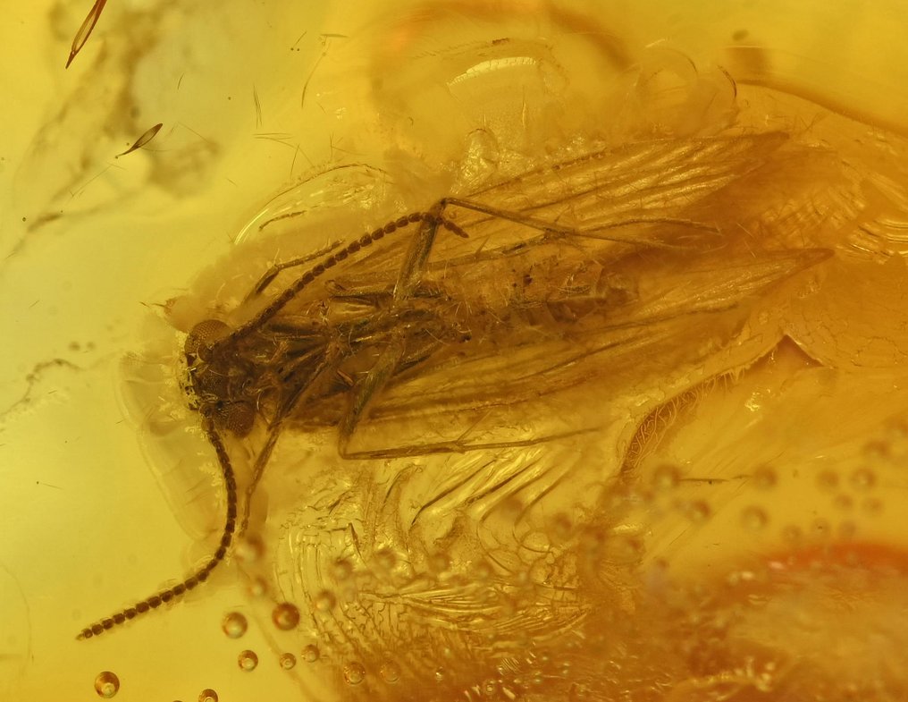 Ambre de la Baltique - avec inclusion détaillée d'insectes fossiles de trichoptères (trichoptères) - Cabochon fossilisé  (Sans Prix de Réserve) #1.1