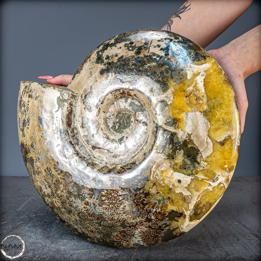 Ammonite di colore naturale raro fossile- 8384.29 g #1.0
