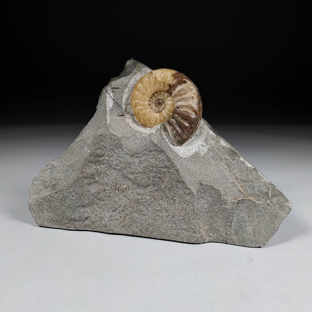 Superbe bloc - matrice originale avec ammonite rare - Coquillage fossilisé - Asteroceras sp. - 22 cm - 15 cm #1.1