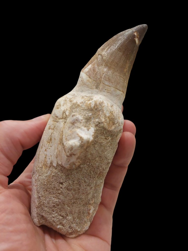 Mosasaur - Απολιθωμένο δόντι - 14.5 cm - 5 cm #1.2