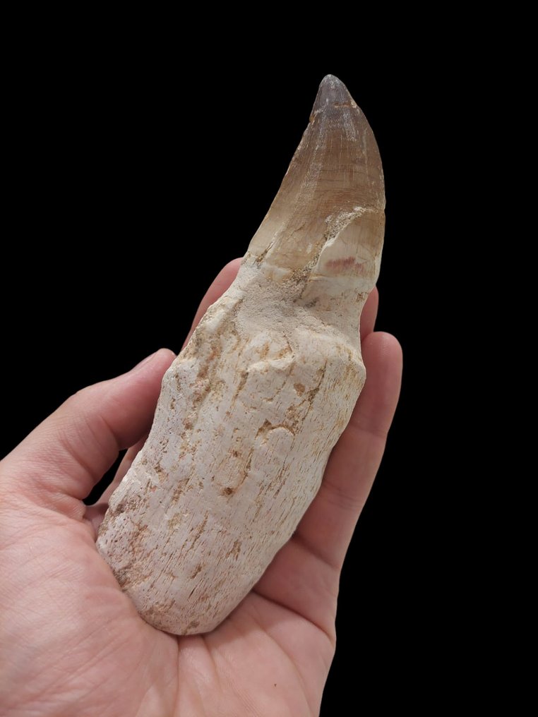 Mosasaur - Απολιθωμένο δόντι - 14.5 cm - 5 cm #1.1