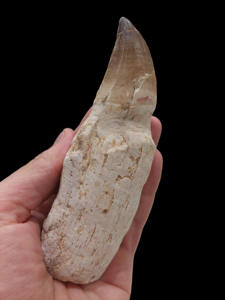 Mosasaur - Απολιθωμένο δόντι - 14.5 cm - 5 cm #2.1