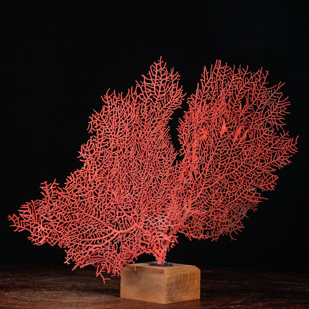 Gorgonia roja sobre base de madera - Abanico de mar - Preparación taxidérmica de cuerpo completo - Ventaglio Del Mare - Melithaea Ochracea - 339 mm - 479 mm - 80 mm #1.1