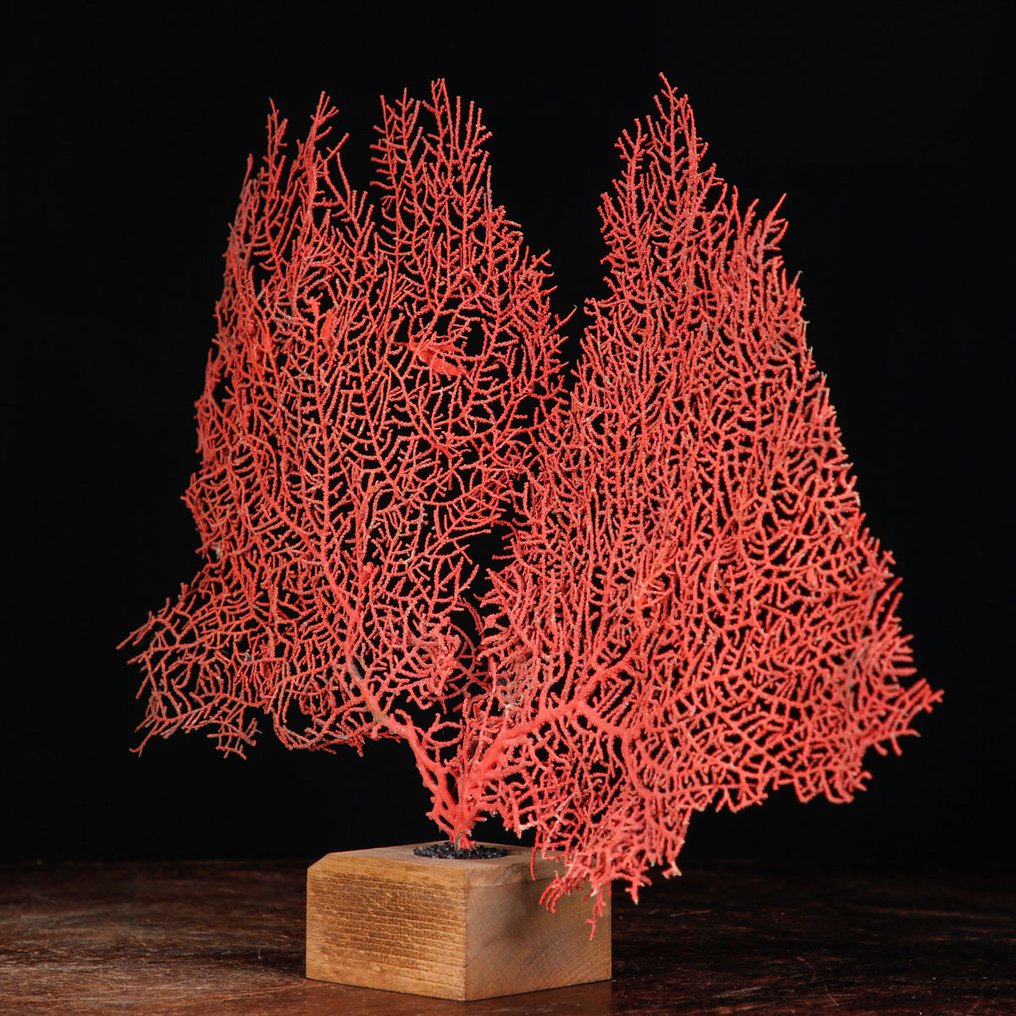 Gorgonia roja sobre base de madera - Abanico de mar - Preparación taxidérmica de cuerpo completo - Ventaglio Del Mare - Melithaea Ochracea - 339 mm - 479 mm - 80 mm #1.2