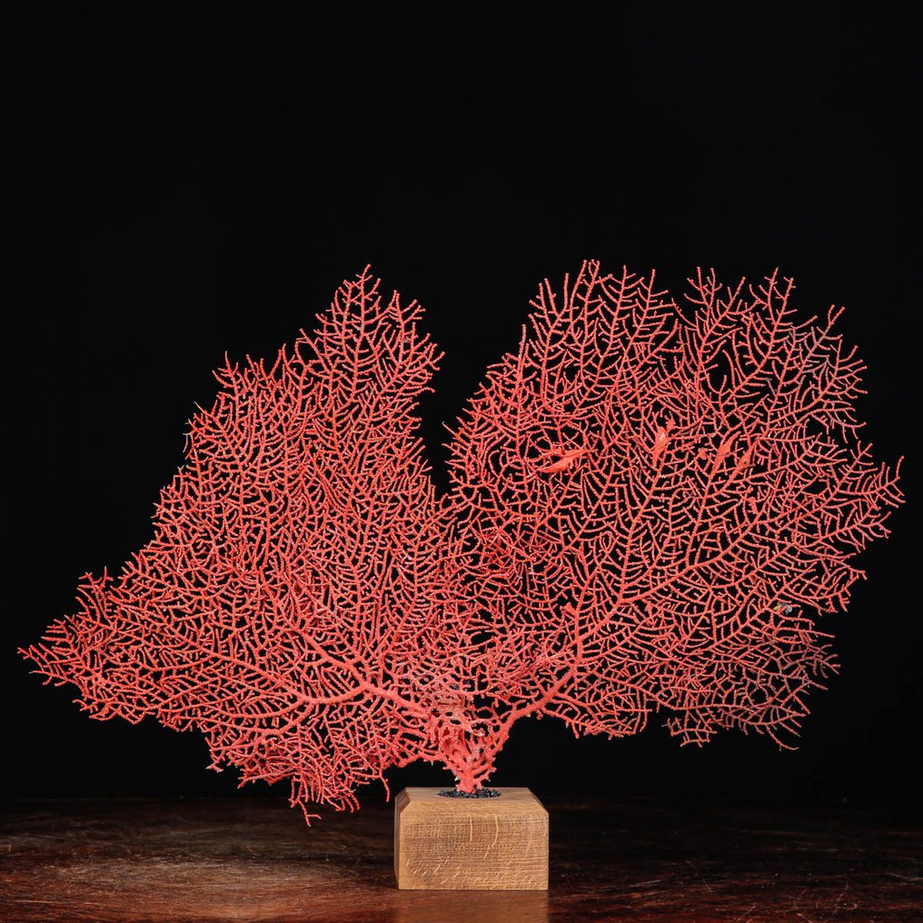 Gorgonia roja sobre base de madera - Abanico de mar - Preparación taxidérmica de cuerpo completo - Ventaglio Del Mare - Melithaea Ochracea - 339 mm - 479 mm - 80 mm #2.1