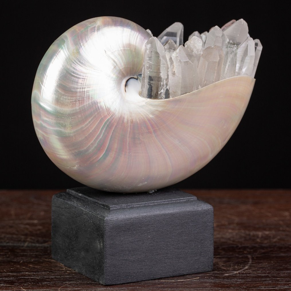 M.A.G. Design - Crystallized Nautilus Natural Mother of Pearl Nautilus Shell with Clear Quartz Point - Height: 125 mm - Width: 120 mm- 450 g #4.3