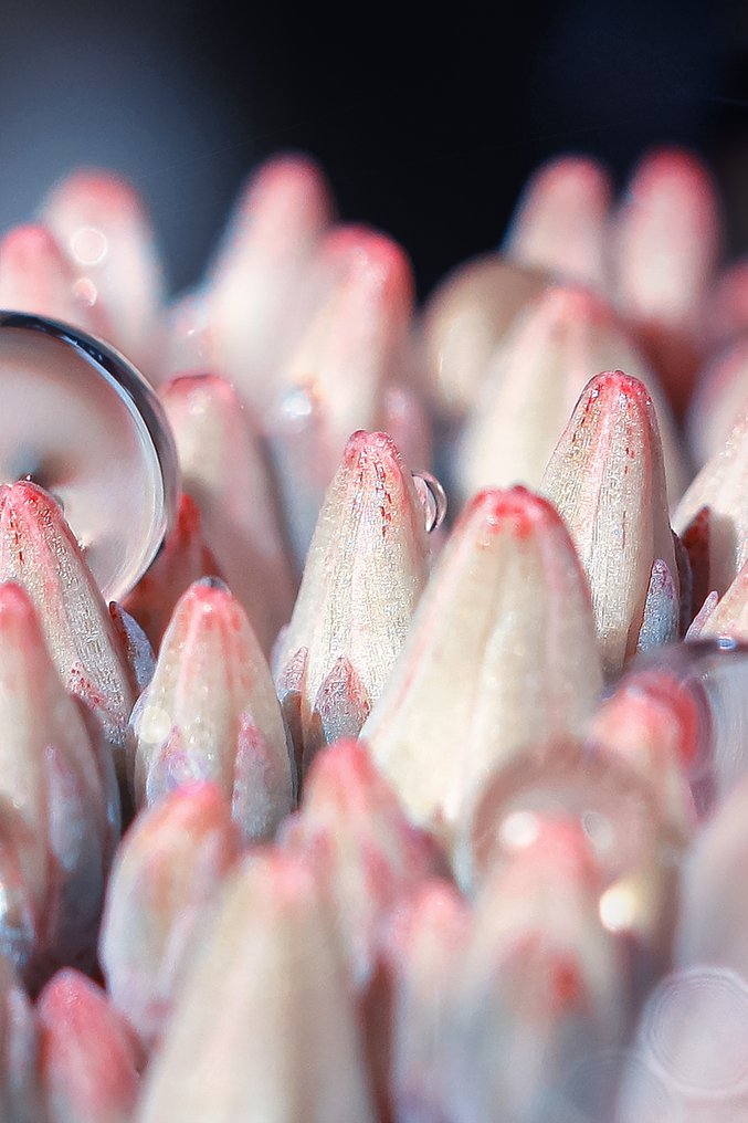 Inna Etuvgi - Sedum's Secret Universe #3.2