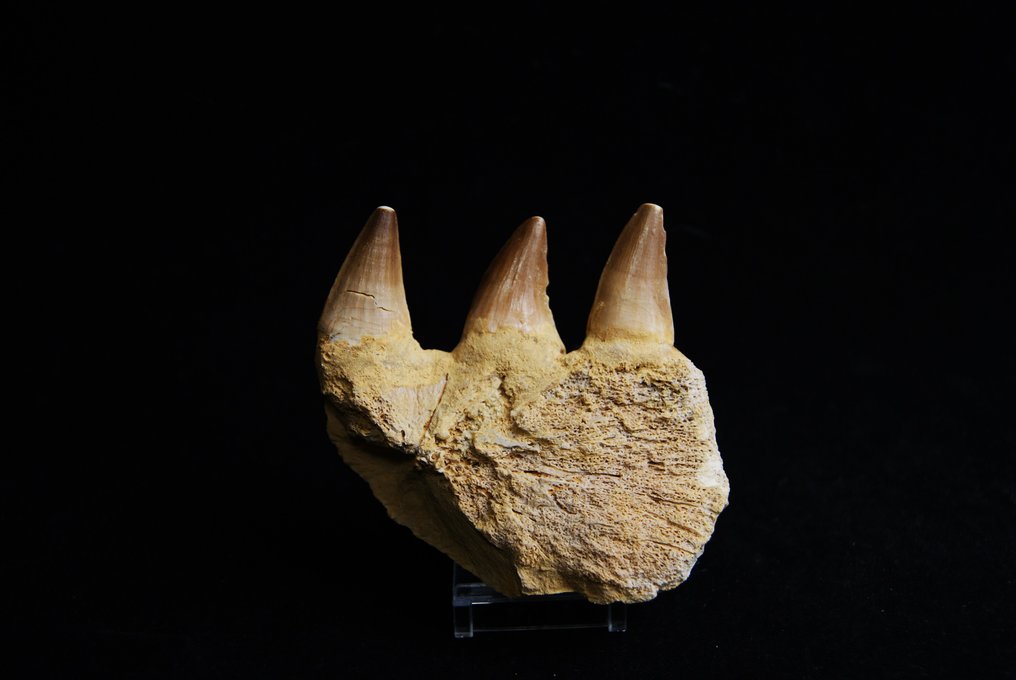 Mosasaur - Fossilised jaw - juvenil Mosasaurus Mandibula  (No Reserve Price) #3.1