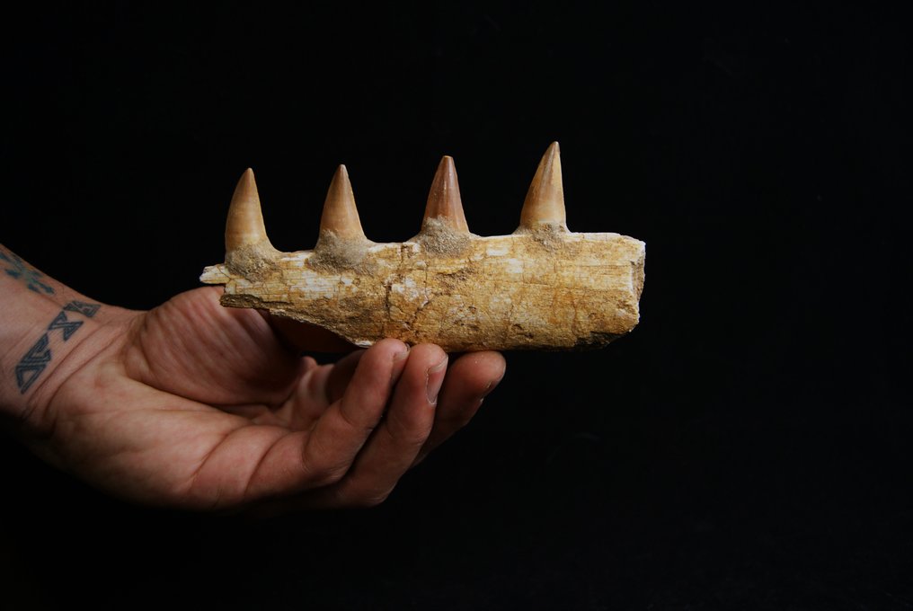 Mosasaurier - Versteinerter Kiefer - juvenil Mosasaurus Mandibula  (Ohne Mindestpreis) #1.1