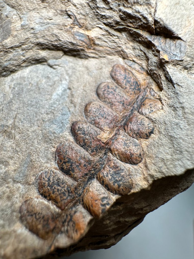 Fern plate - Pianta fossilizzata - Neuropteris ovata  (Senza Prezzo di Riserva) #2.2