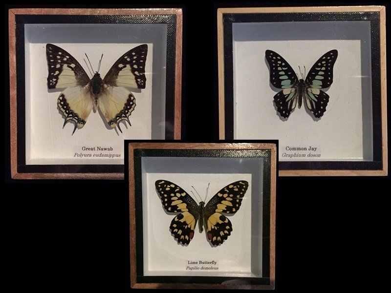 Sommerfugl Taksidermi fuld kropsmontering - Great Nawab Polyura eudamippus / Common Jay Graphium doson / Lime Butterfly Papilio demoleus - 13 cm - 12 cm - 4 cm - Ikke-CITES arter - 3 #1.1