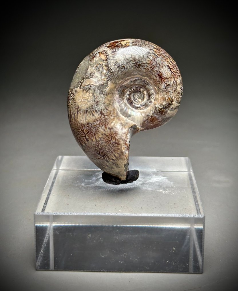 Amazing Large Ammonite with beautiful suture lines - Fossilised shell - Argonauticeras besairei  (No Reserve Price) #1.1