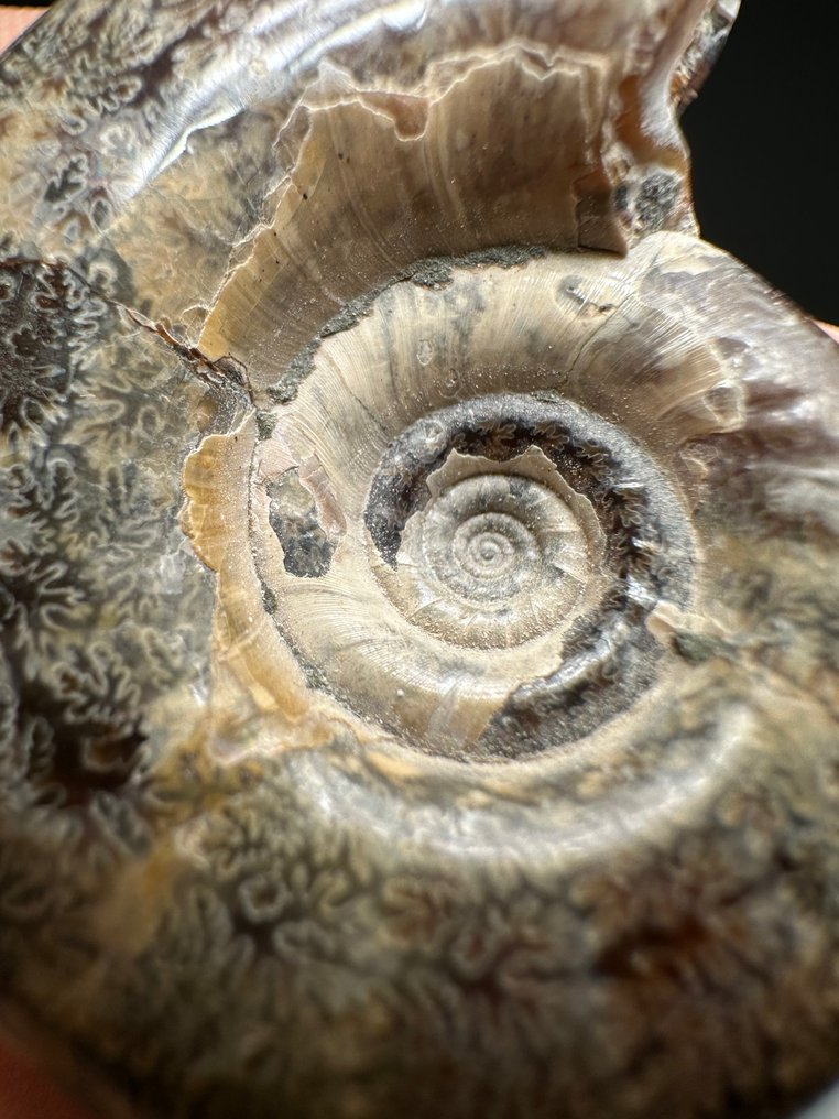 Amazing Large Ammonite with beautiful suture lines - Fossilised shell - Argonauticeras besairei  (No Reserve Price) #2.1