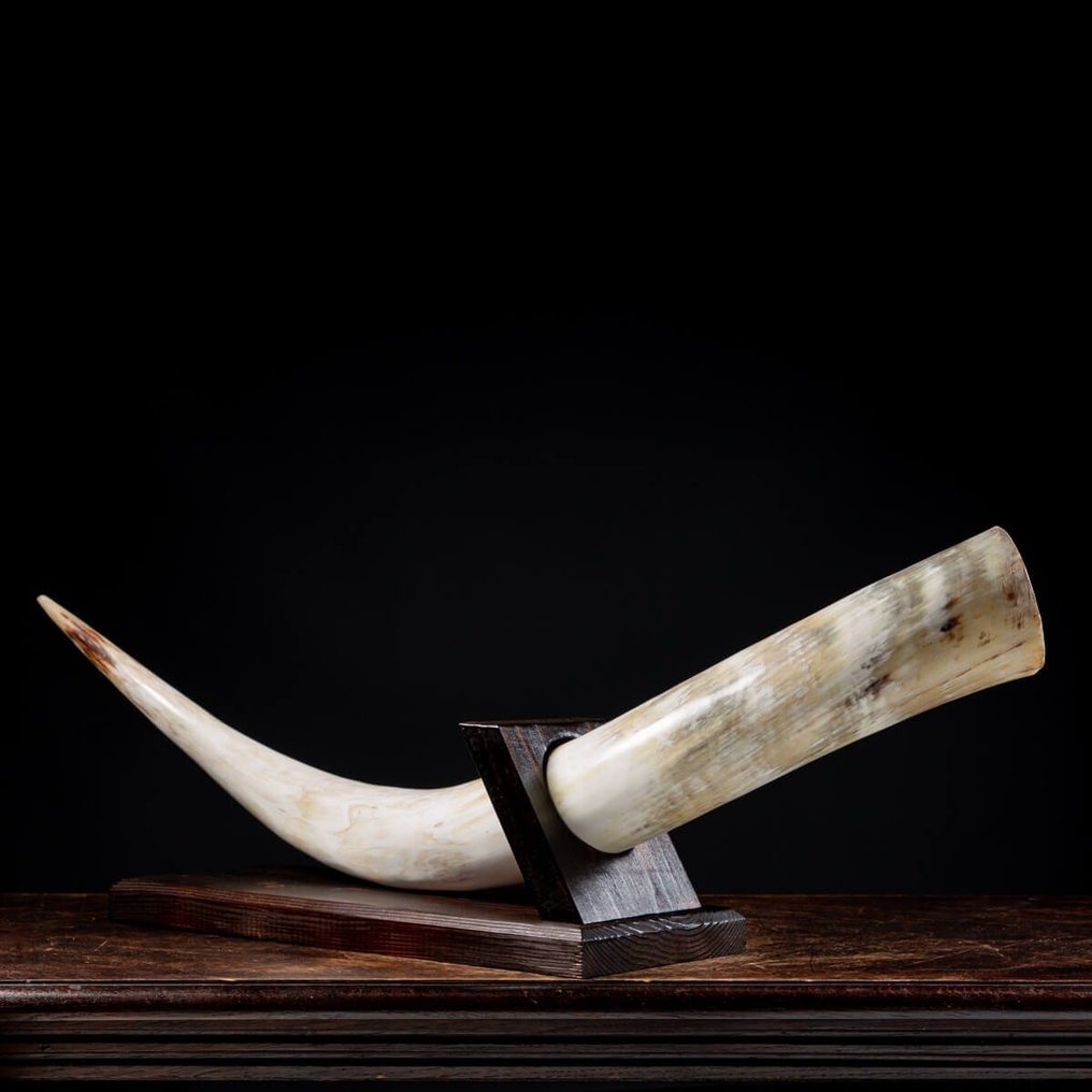 Μεγάλο κέρατο βούβαλου σε προσαρμοσμένη βάση Βάση ταρίχευσης ολόκληρου σώματος - Bubalus Bubalis - Artisanal Decorative Wood Base - 295 mm - 930 mm - 210 mm #3.2