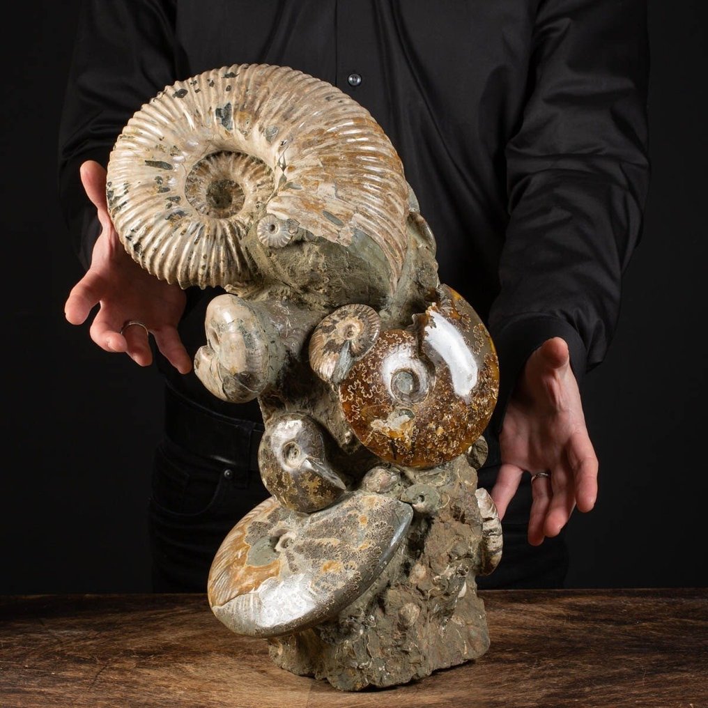 Utmerket fossilprøve - Ammonitt Aioloceras (Cleoniceras) sp. - Forening på original matrise - Fossilt fragment - 470 mm - 290 mm #1.0