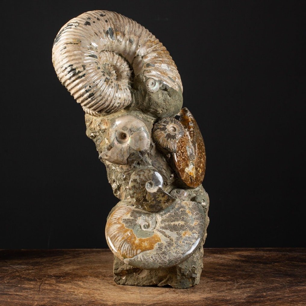 Utmerket fossilprøve - Ammonitt Aioloceras (Cleoniceras) sp. - Forening på original matrise - Fossilt fragment - 470 mm - 290 mm #4.3