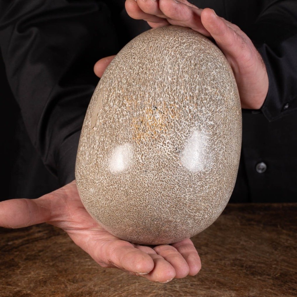 Πραγματικά αποκλειστικό αντικείμενο απολιθώματος - μεγάλο αυγό που πραγματοποιήθηκε σε αυθεντικό - Απολιθωμένα τμήματα - Sauropode Agatized Bone - 180 mm - 135 mm #2.1