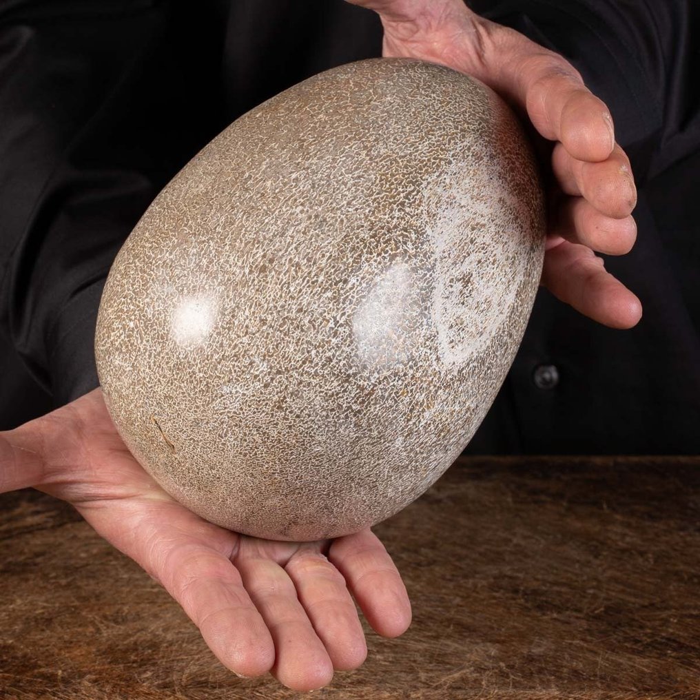 Πραγματικά αποκλειστικό αντικείμενο απολιθώματος - μεγάλο αυγό που πραγματοποιήθηκε σε αυθεντικό - Απολιθωμένα τμήματα - Sauropode Agatized Bone - 180 mm - 135 mm #3.2