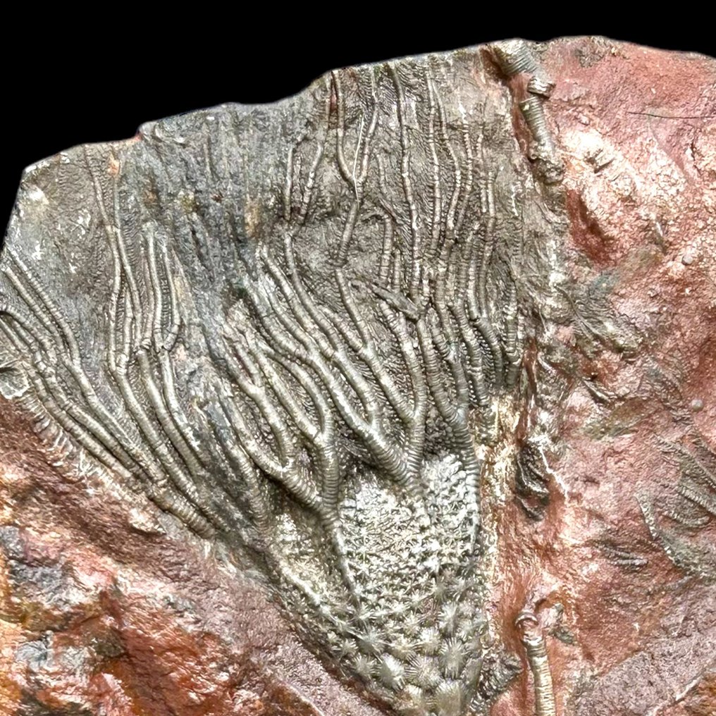 Wunderschöner Crinoide - Versteinerte Pflanze - Scyphocrinites Elegans - 15 cm - 24 cm #2.1