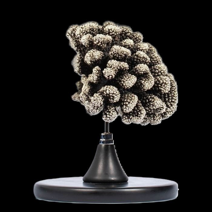 Coral in Silver - Branch of Coral "Madrepora" Wet in Silver Coral - Acropora Sp. - 170 x 120 x 120 mm #1.0