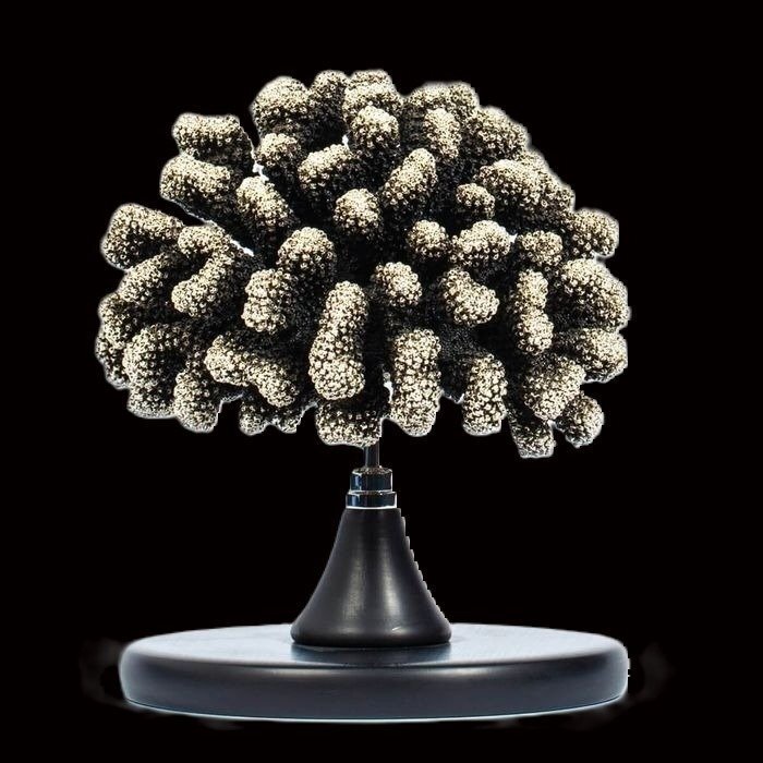 Coral in Silver - Branch of Coral "Madrepora" Wet in Silver Coral - Acropora Sp. - 170 x 120 x 120 mm #1.0