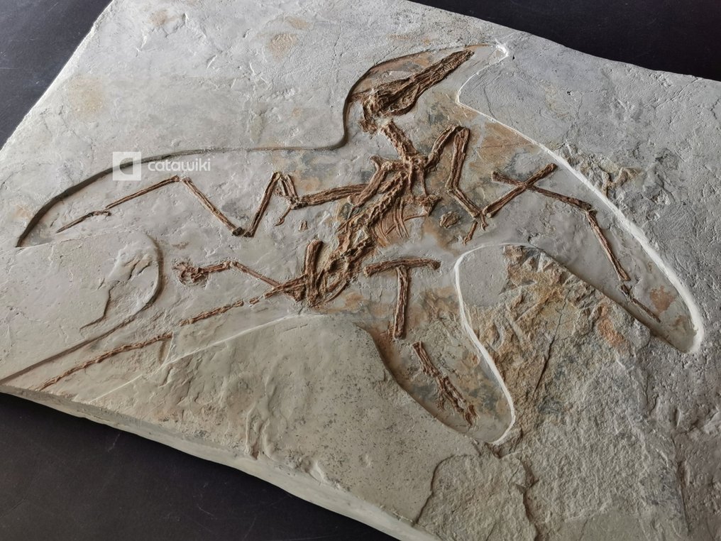 Rare complete skeleton of Pterosaurus fossil, not bird, dinosaur fossil - Fossil skeleton - Darwinopterus modularis #1.1