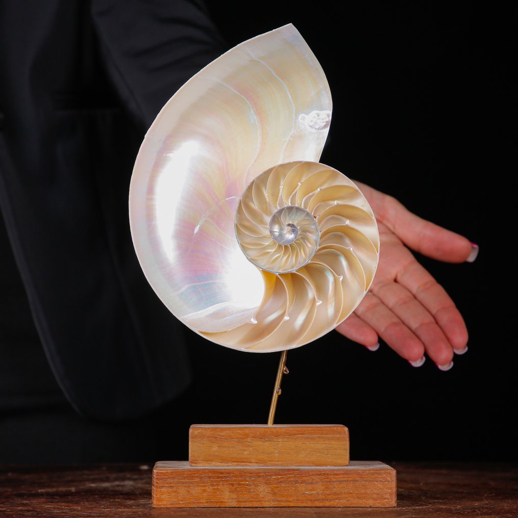 Fibonacci Spiral - Mother of Pearl Nautilus - The Spiral of Life Natural Nautilus Pompilius sea shell on wood decorative base. - Height: 257 mm - Width: 145 mm- 317 g #1.0