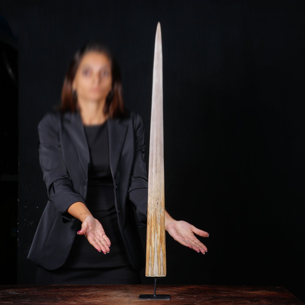 Swordfish rostrum på speciallavet pedestal Taksidermi fuld kropsmontering - Xiphias Gladius - 822 mm - 68 mm - 24 mm #1.0