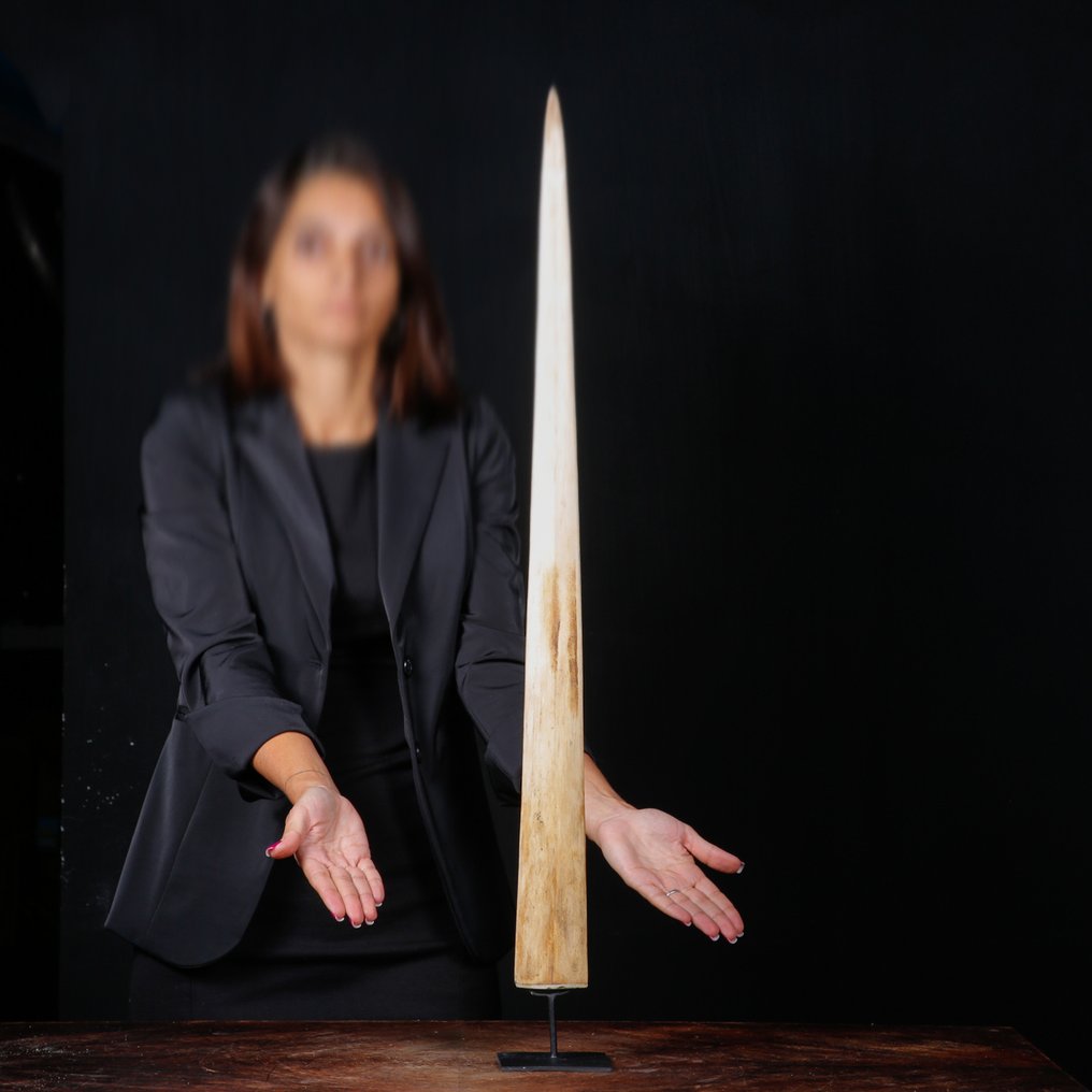 Swordfish rostrum på speciallavet pedestal Taksidermi fuld kropsmontering - Xiphias Gladius - 822 mm - 68 mm - 24 mm #1.0