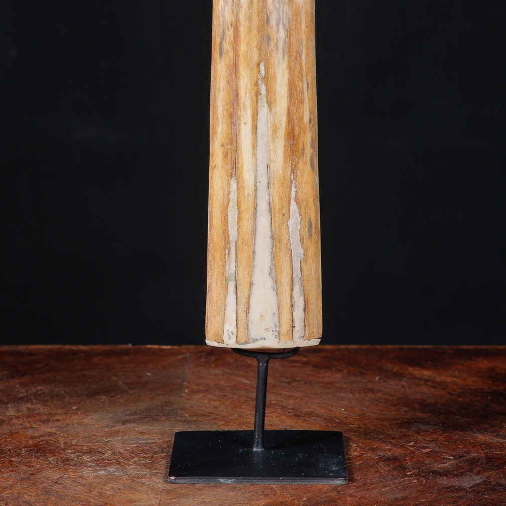 Swordfish rostrum på speciallavet pedestal Taksidermi fuld kropsmontering - Xiphias Gladius - 822 mm - 68 mm - 24 mm #3.2