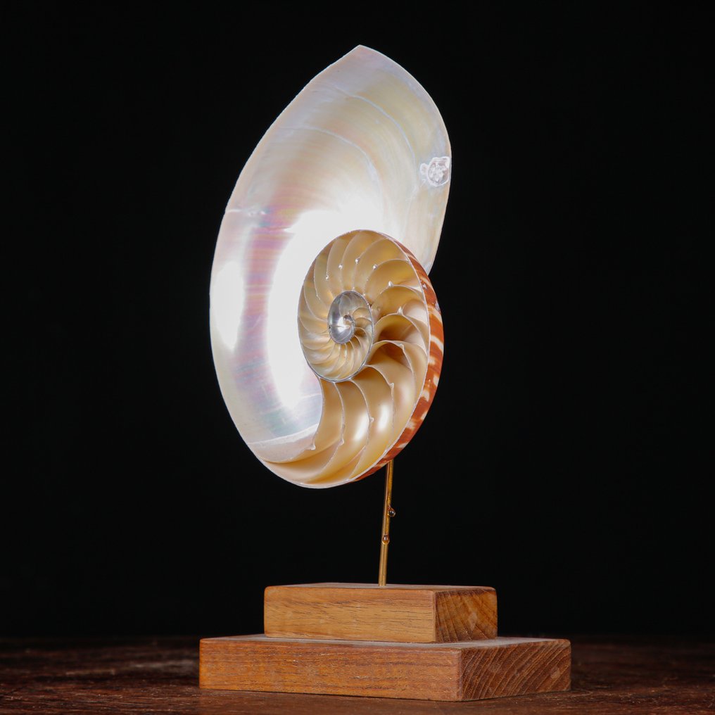 Fibonacci Spiral - Mother of Pearl Nautilus - The Spiral of Life Natural Nautilus Pompilius sea shell on wood decorative base. - Height: 257 mm - Width: 145 mm- 317 g #3.2