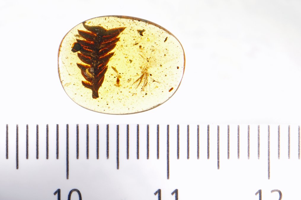 Burmesisk rav - Blade - Metasequoia - 7 mm - Rav (Ingen mindstepris) #2.1