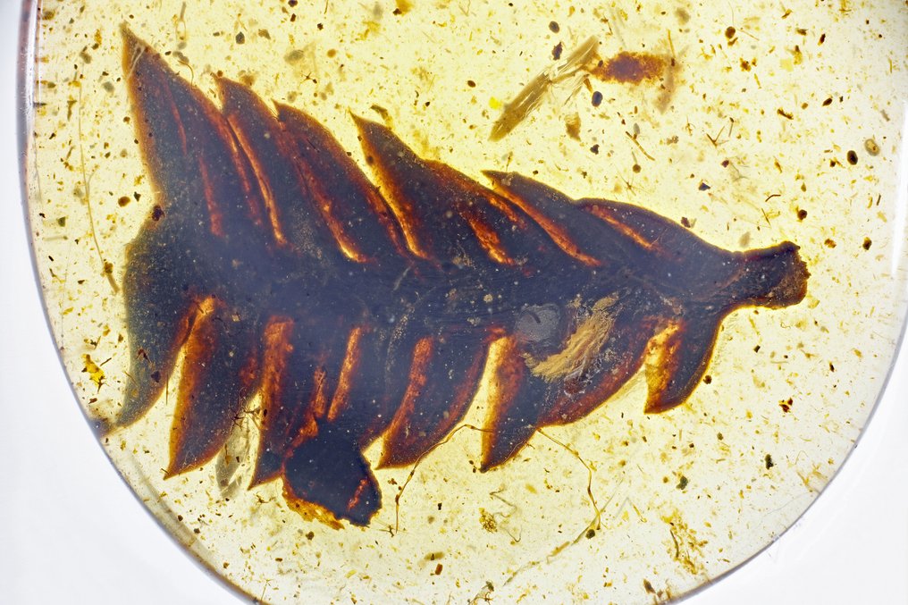 Burmesisk rav - Blade - Metasequoia - 7 mm - Rav (Ingen mindstepris) #1.0