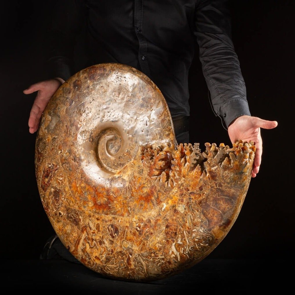 Amostra Extremamente Valiosa - Aioloceras (Cleoniceras) sp. de Tamanho Gigante - De Melhor Qualidade - Fragmento fóssil - 730 mm - 630 mm #1.0