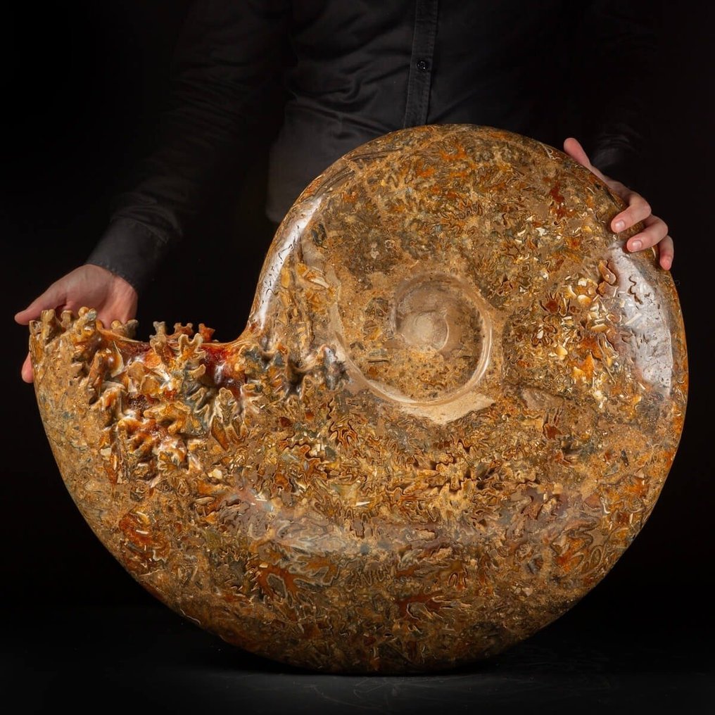 Amostra Extremamente Valiosa - Aioloceras (Cleoniceras) sp. de Tamanho Gigante - De Melhor Qualidade - Fragmento fóssil - 730 mm - 630 mm #4.3