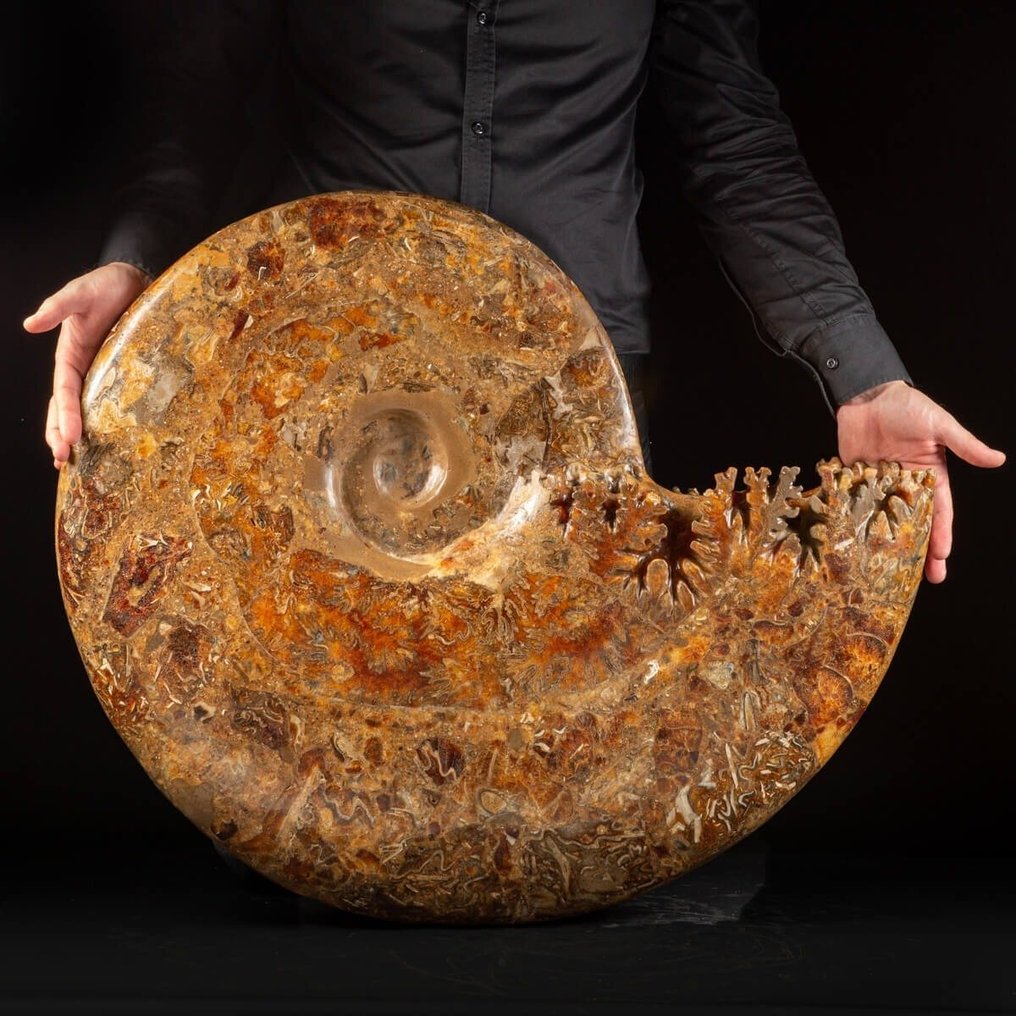 Amostra Extremamente Valiosa - Aioloceras (Cleoniceras) sp. de Tamanho Gigante - De Melhor Qualidade - Fragmento fóssil - 730 mm - 630 mm #2.1