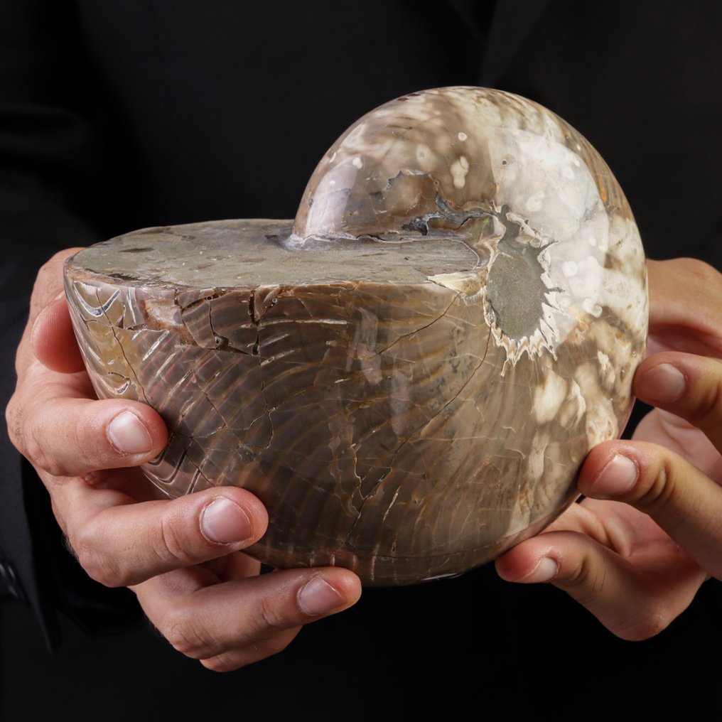 Extra kwaliteit fossiele schelp Reusachtig Fossiel Nautilus - Hoogte: 165 mm - Breedte: 130 mm- 2453 g #1.0