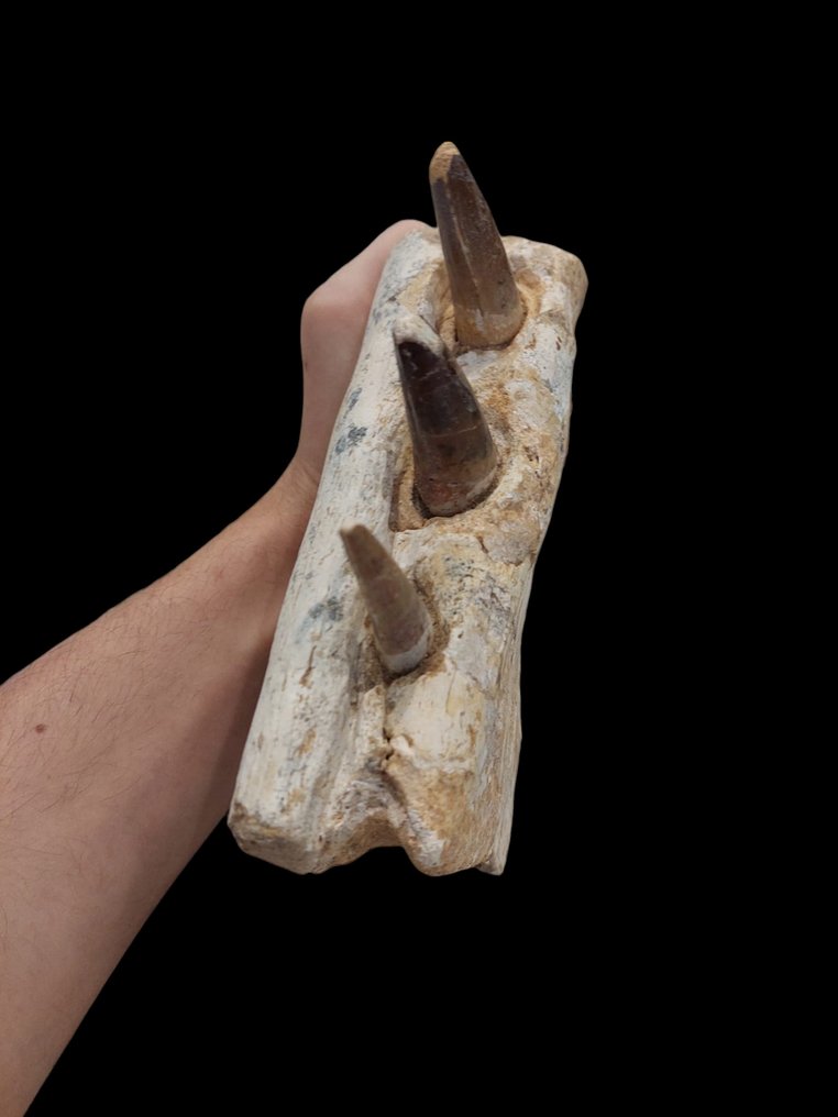 Σπινόσαυρος - Απολιθωμένο σαγόνι - 20 cm - 15 cm #2.1