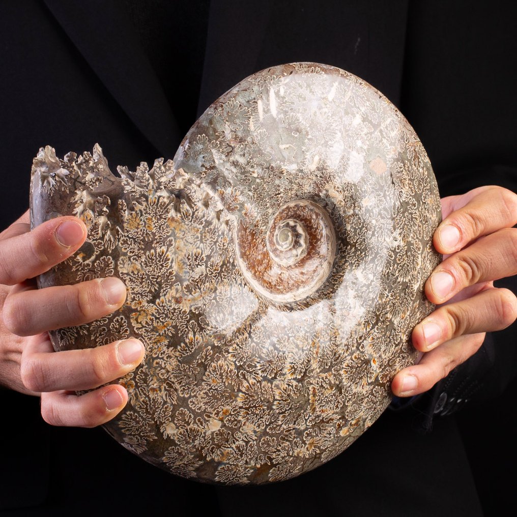 Exlusive Large Ammonite - First Quality Selection. - Fossilised shell ...