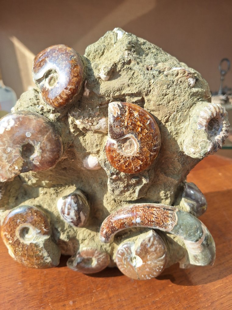 Ammonite - Fragment fossilisé - 21 cm - 24 cm #3.2