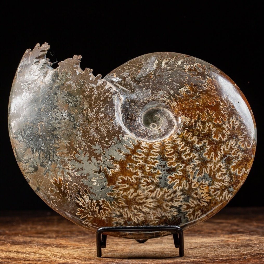 一等品菊石 - 黄铁矿与紫水晶石的结晶 - 令人难以置信的自然图案 - 化石碎片 - Cleoniceras Sp. - 215 mm - 180 mm #1.0