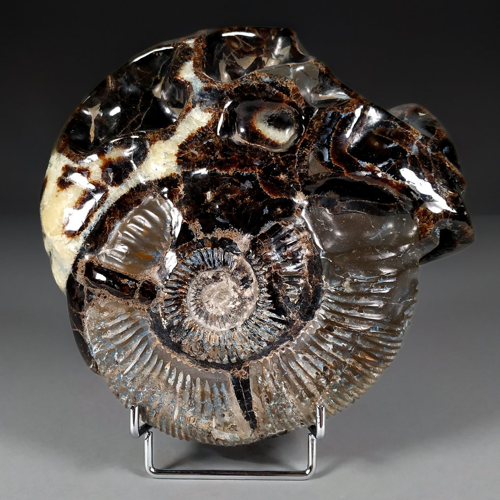 Ammonite - Fosszilizálódott kagyló - Perisphinctes sp. - 20 cm - 19.5 cm #1.1