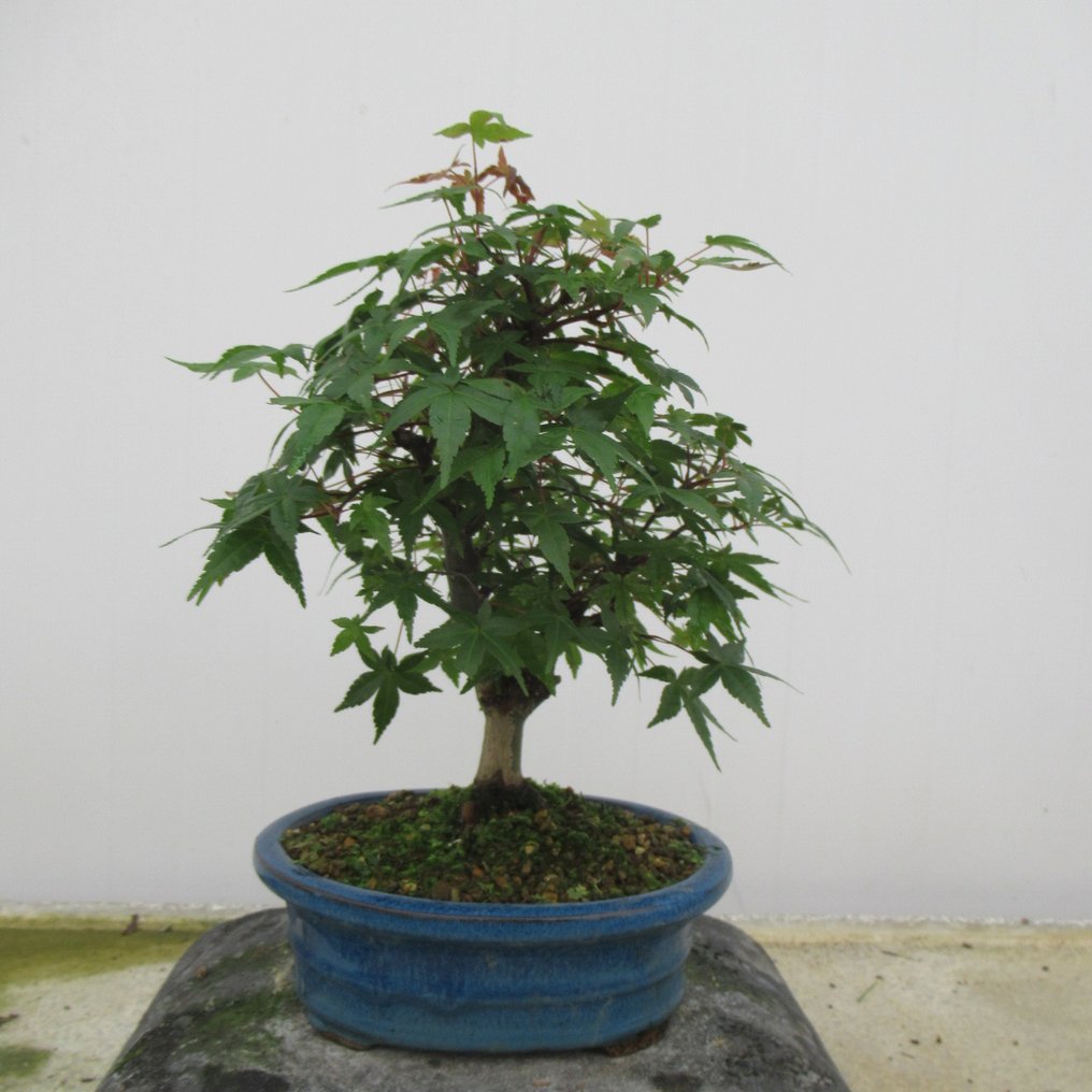 Acer palmatum "deshojyo" - Hoogte (boom): 24 cm - Diepte (boom): 20 cm - Japan #1.1