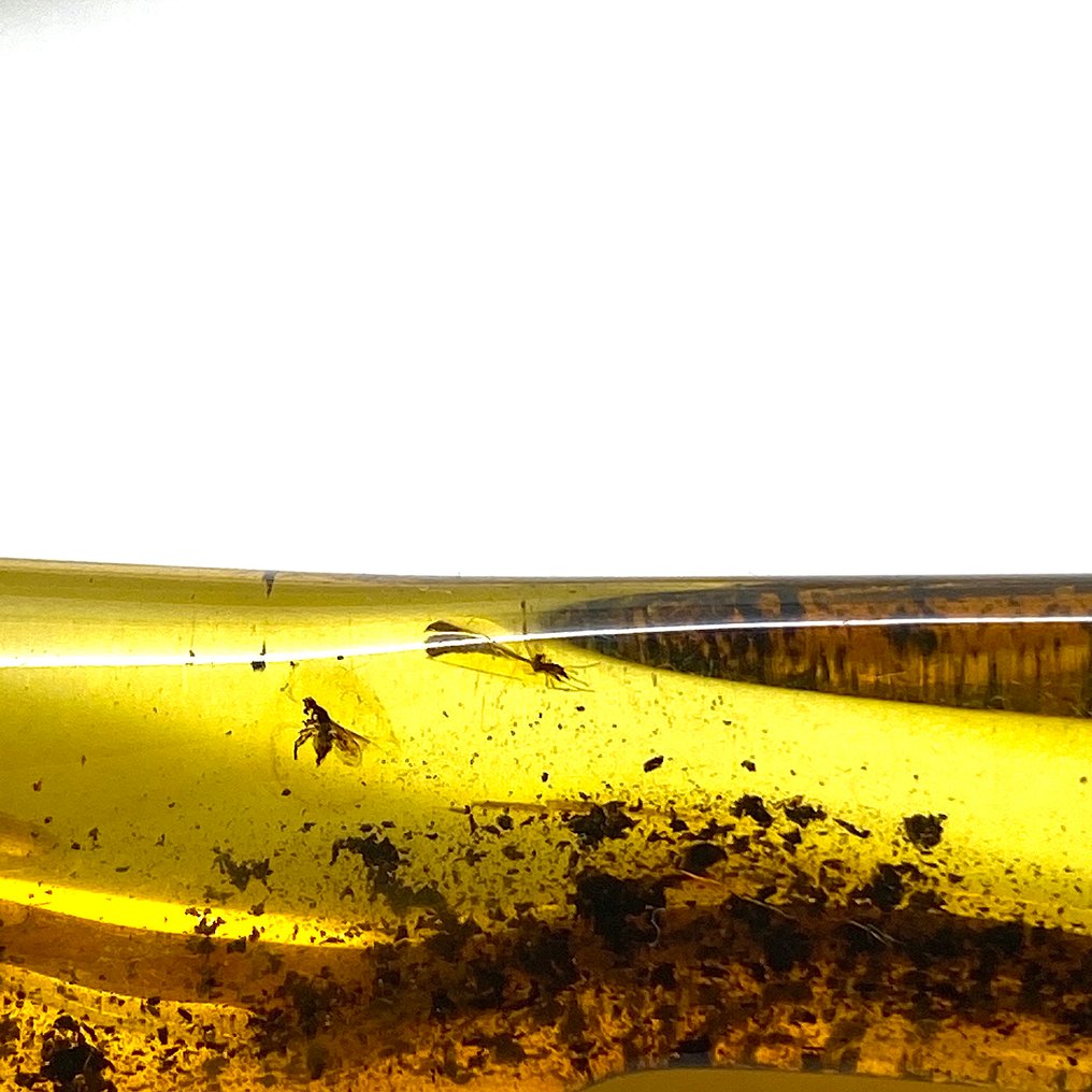 真正的波罗的海琥珀，内含化石昆虫，尺寸7厘米，重7.4克。 - 琥珀 - Baltic amber - succinite #2.1